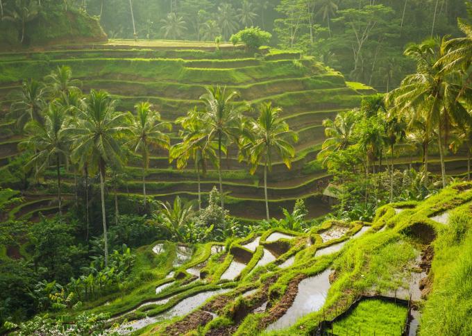 Wypoczynek na Bali: Od Szumu Oceanu po Serce Dżungli